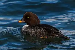 Bucephala_islandica-3