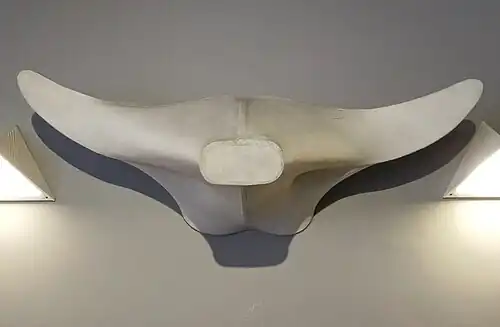 Bucranio, canvas sculpture by Pino Pascali (1938–1968), on display at the Museum of Modern Art in Avezzano, Italy