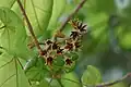Flowers of the Pterygota alata tree