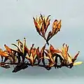 Seed capsules