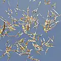 Seeds