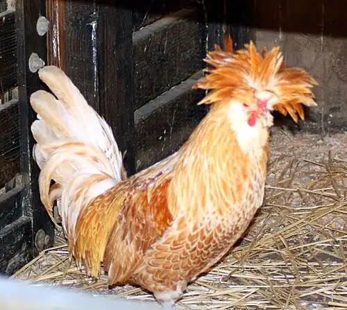 Buff-laced cock