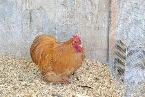Buff cock