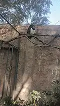 Spectacled owl