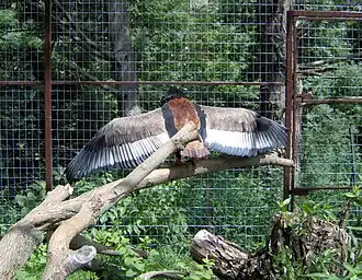 Female sunwarming in a zoo