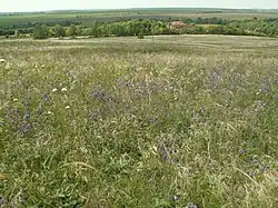 Bukreevy barmy, a part of Central Black Earth Nature Reserve, Manturovsky District