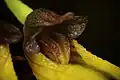 Close up of labellum