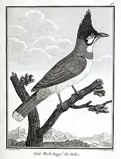 Red-whiskered bulbul