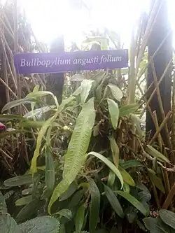 Collection of Bulbophyllum unguiculatum orchids at Orchid Forest Cikole