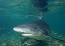 The bull shark ranks as the third most fatal in unprovoked attacks[11]