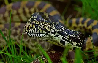 Closeup of the head of a Bullsnake (Pituophis catenifer sayi), Clark County, Missouri