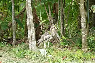 Bush stone-curlew at Garners Beach, 2011