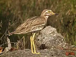 Eurasian stone-curlew