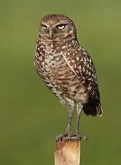 A. c. floridana, adult, Pembroke Pines, Florida