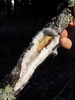 Example of the hydraulic power of capillary freezing