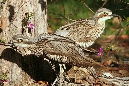 Breeding pair
