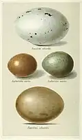 Eggs of the species in comparison to the smaller ones of the lesser florican