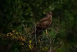 Common buzzard, Geloi Wetland, Gela, Sicily