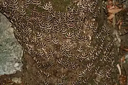Euplagia quadripunctaria rhodosensis resting on an Oriental sweetgum (Liquidambar orientalis) tree trunk in the valley