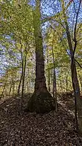 A bulbous buttress root