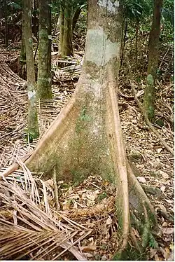 Trunk with buttrresses