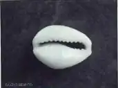 Natural opening