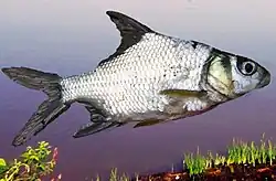 Species specimen