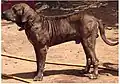 Original Fila Brasileiro