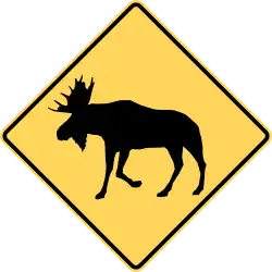 Moose crossing