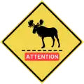 Moose crossing