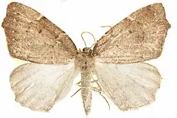 Acauro Specimen