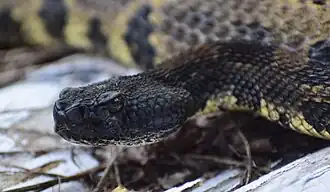 A black headed timber rattlesnake from West Virginia