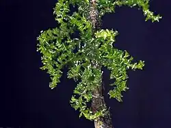 The image shows a critically-endangered variety of Ecuadorian bryophyte. Set against a navy background, possibly the night sky, you see a medium-girth brown trunk, out of which several thin leafy branches emerge and overlap