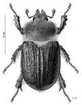 Dendroblax eralii