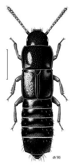 Nototorchus ferrugineus illustrated by Des Helmore.