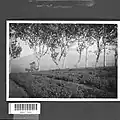 Tea plantation, Java, Dutch East Indies, 1910–1940.