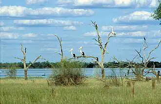 Pelicans, black swans, cormorants and other water birds at Coombool Swamp, Chowilla
