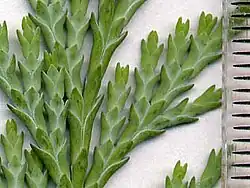 Cupressaceae: scale leaves of Lawson's cypress (Chamaecyparis lawsoniana); ruler in mm