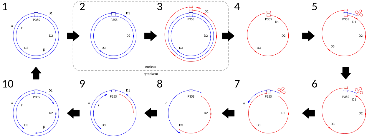 A diagram depicting the steps in the genome replication of Cauliflower Mosaic Virus (CaMV). DNA is depicted in blue and RNA (including the tRNA) is depicted in red See text for more details.