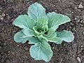 Cabbage (brassica oleracea var. capitata)