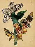 Hestia lasonia