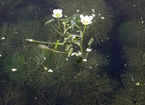Submerged leaves and protruding flowers
