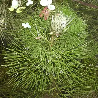 Leaves protruding above the surface