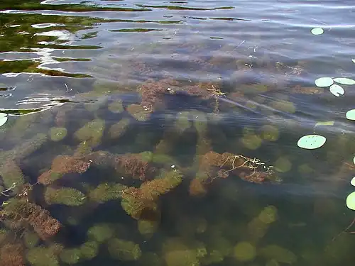 Submerged green and reddish-brown shoots