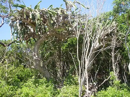 Plant growing in Varadero, Cuba