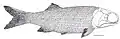Caelatichthys nitens