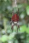 C. extrusa