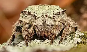 C. vicina