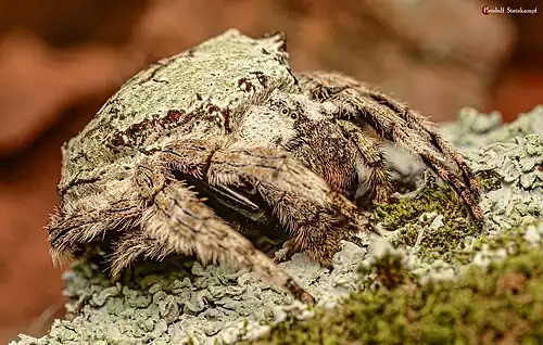 female