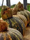 Pipián variety used for edible seeds.
